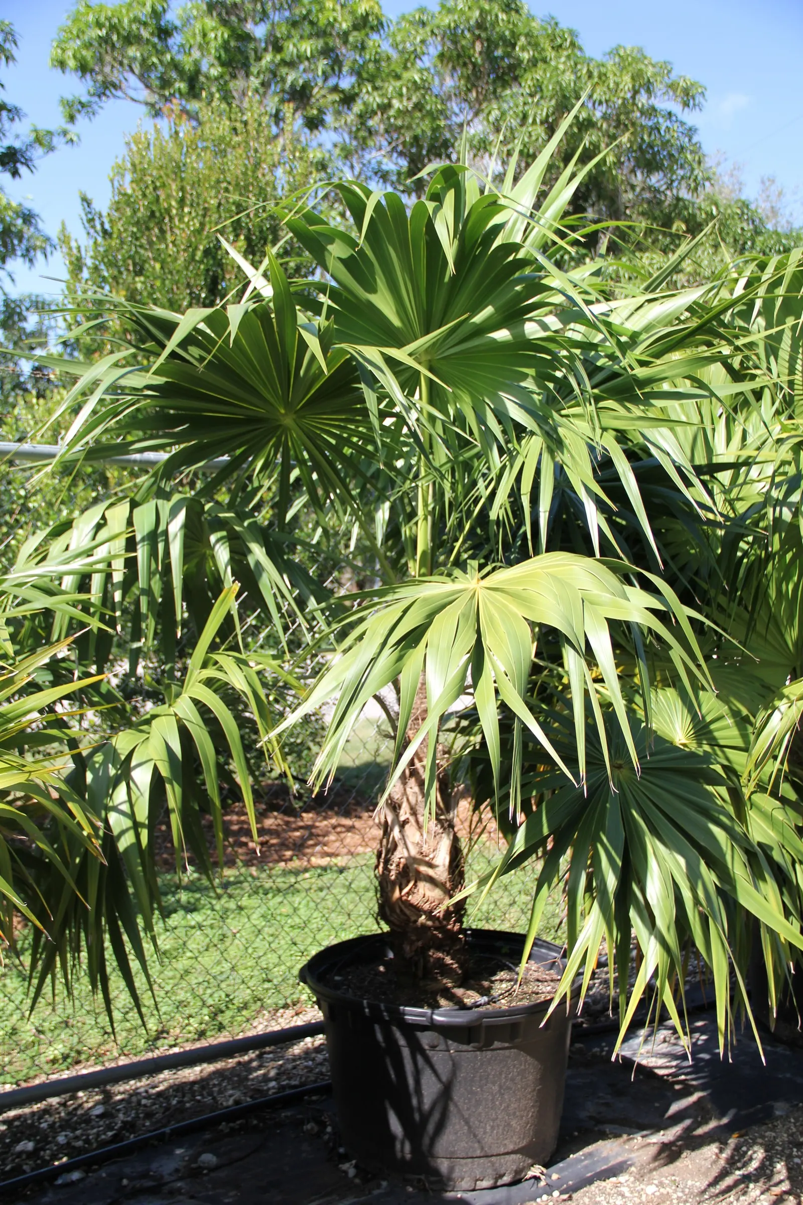 Key Thatch Palm (Leucothrinax Morrisii) — white and yellow flowers in the garden; and parts of Central America, image 79