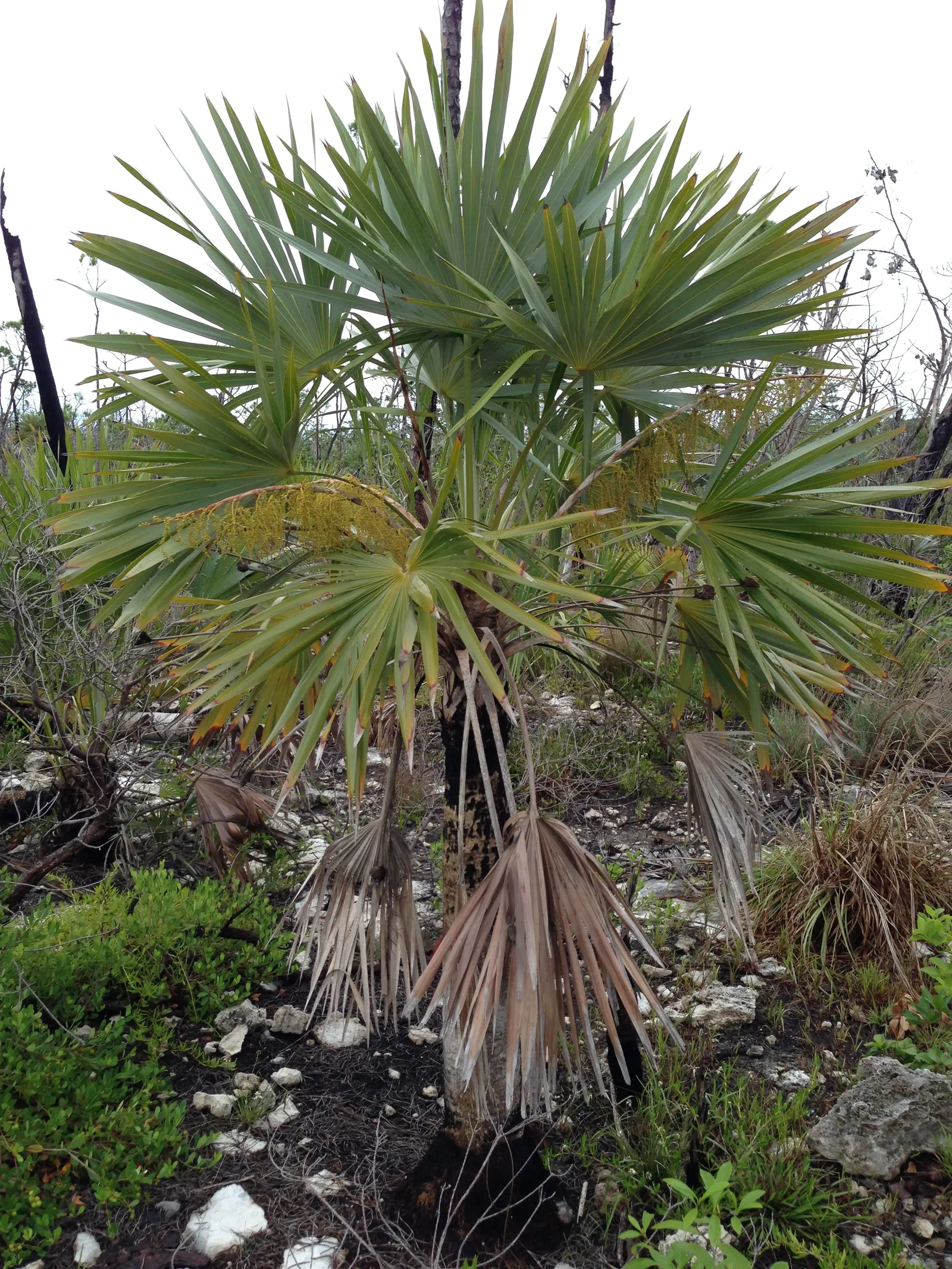 Key Thatch Palm (Leucothrinax Morrisii) — Hardy in zones 10-11, it thrives in full sun to partial shade; this species thrives in USDA zones 10a to, image 56