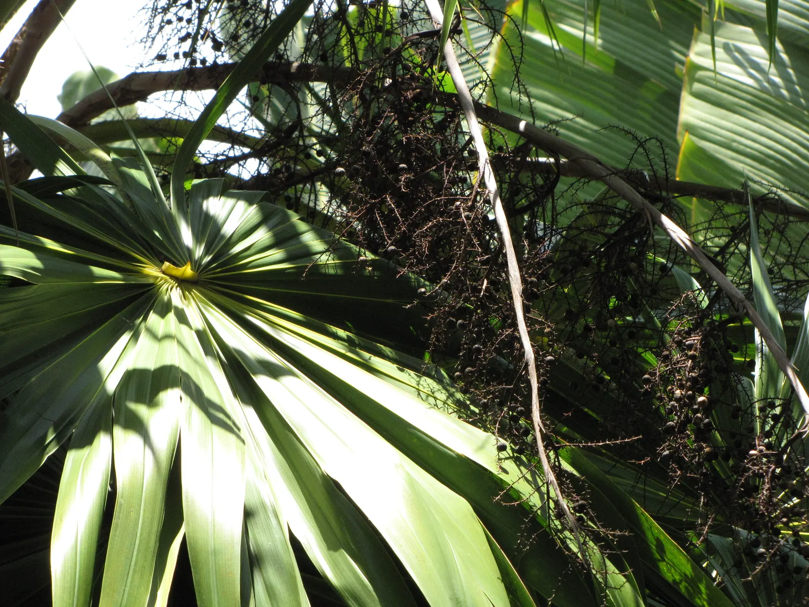 Key Thatch Palm (Leucothrinax Morrisii) — With a maximum height of 15-20 feet and a spread of 6-10 feet; it's slow-growing and low-maintenance, image 84