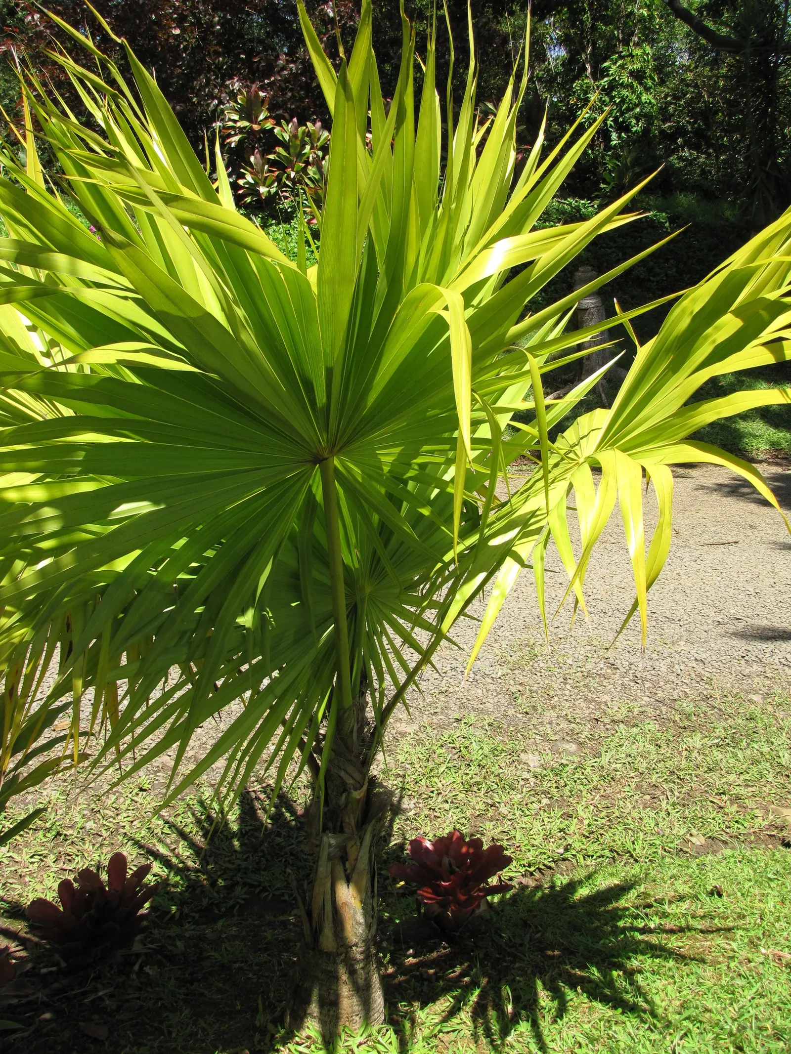 Key Thatch Palm (Leucothrinax Morrisii) — making it perfect for understory plantings or as a standalone specimen; hardy in zones 10-11, it thrives in full sun