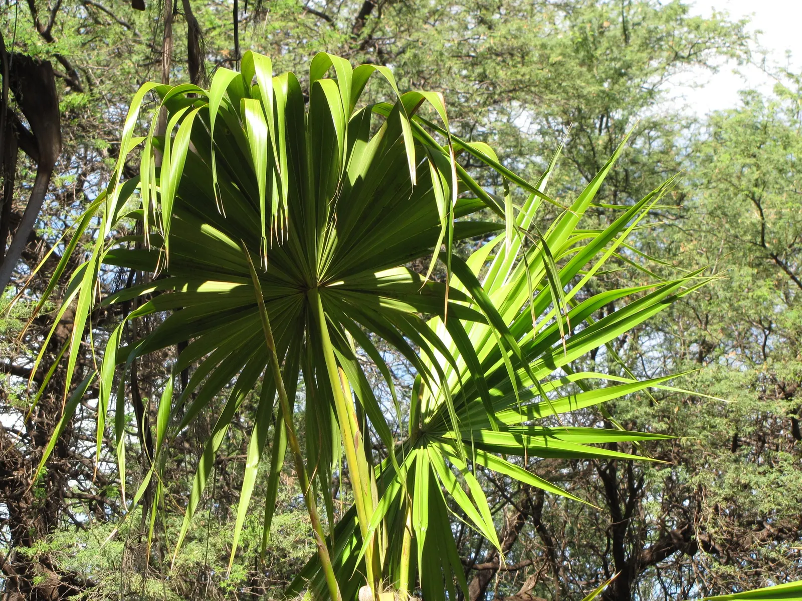 Key Thatch Palm (Leucothrinax Morrisii) — Ideal for warm coastal landscapes, image 59