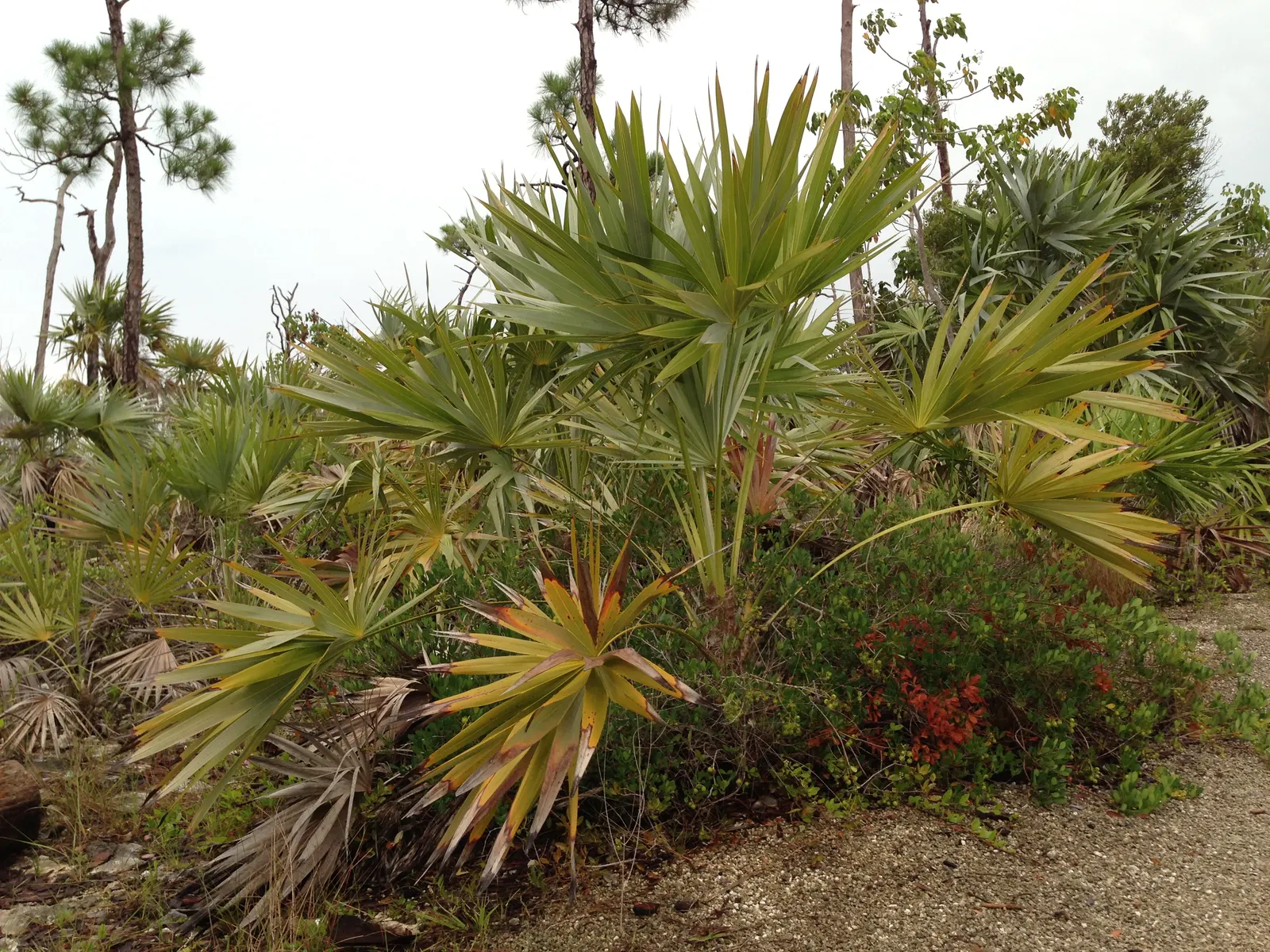 Key Thatch Palm (Leucothrinax Morrisii) — Full sun to partial shade exposure will secure optimal growth for this elegant palm; small to, image 75