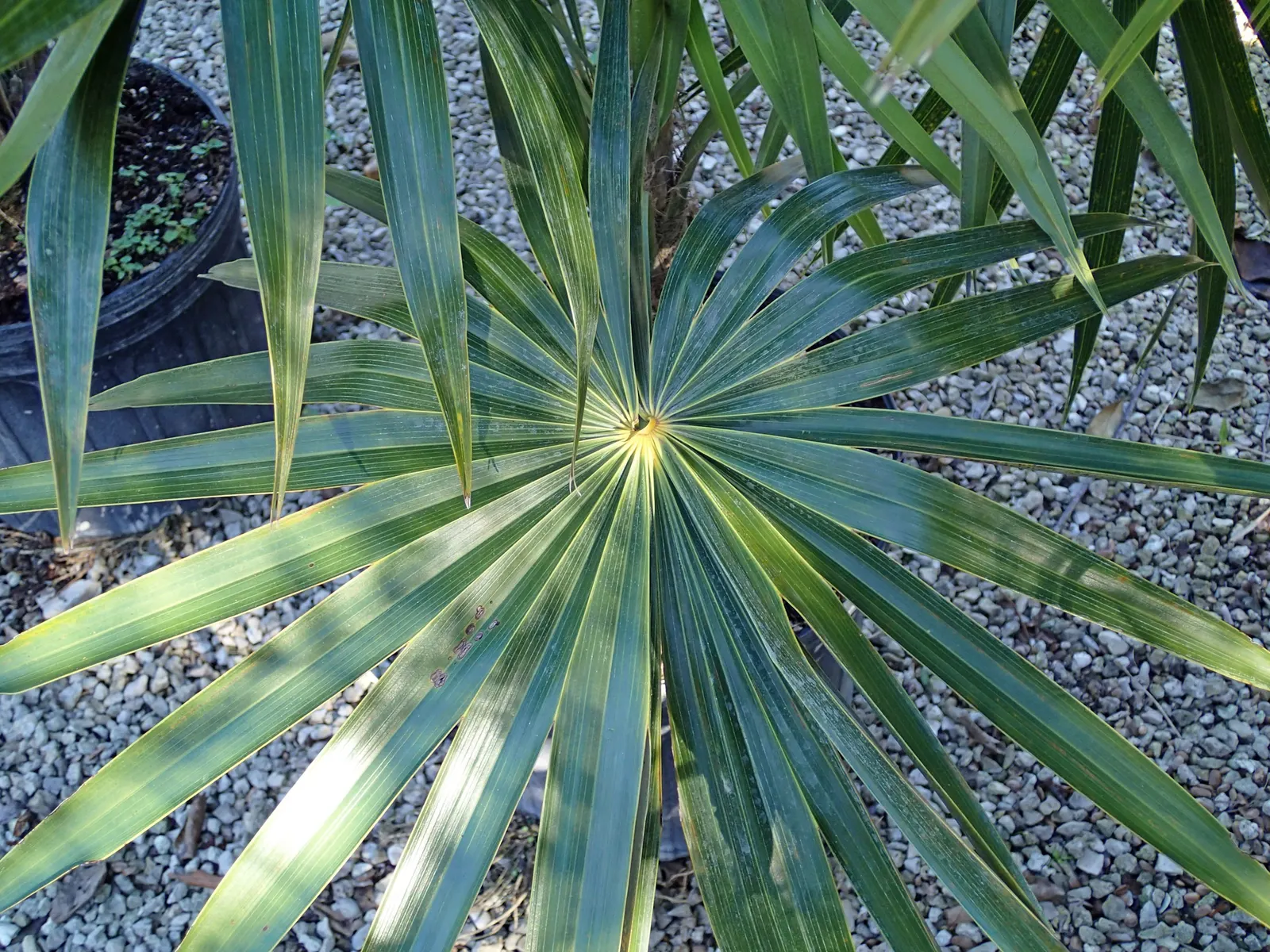 Key Thatch Palm (Leucothrinax Morrisii) — and adds a touch of the Caribbean to any garden setting; integrate the Key Thatch Palm for its tropical, image 88