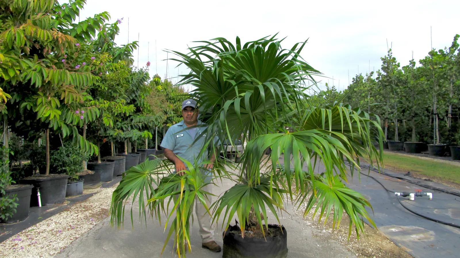 Key Thatch Palm (Leucothrinax Morrisii) — and parts of Central America; the Key Thatch Palm is highlighted by its rounded, image 91