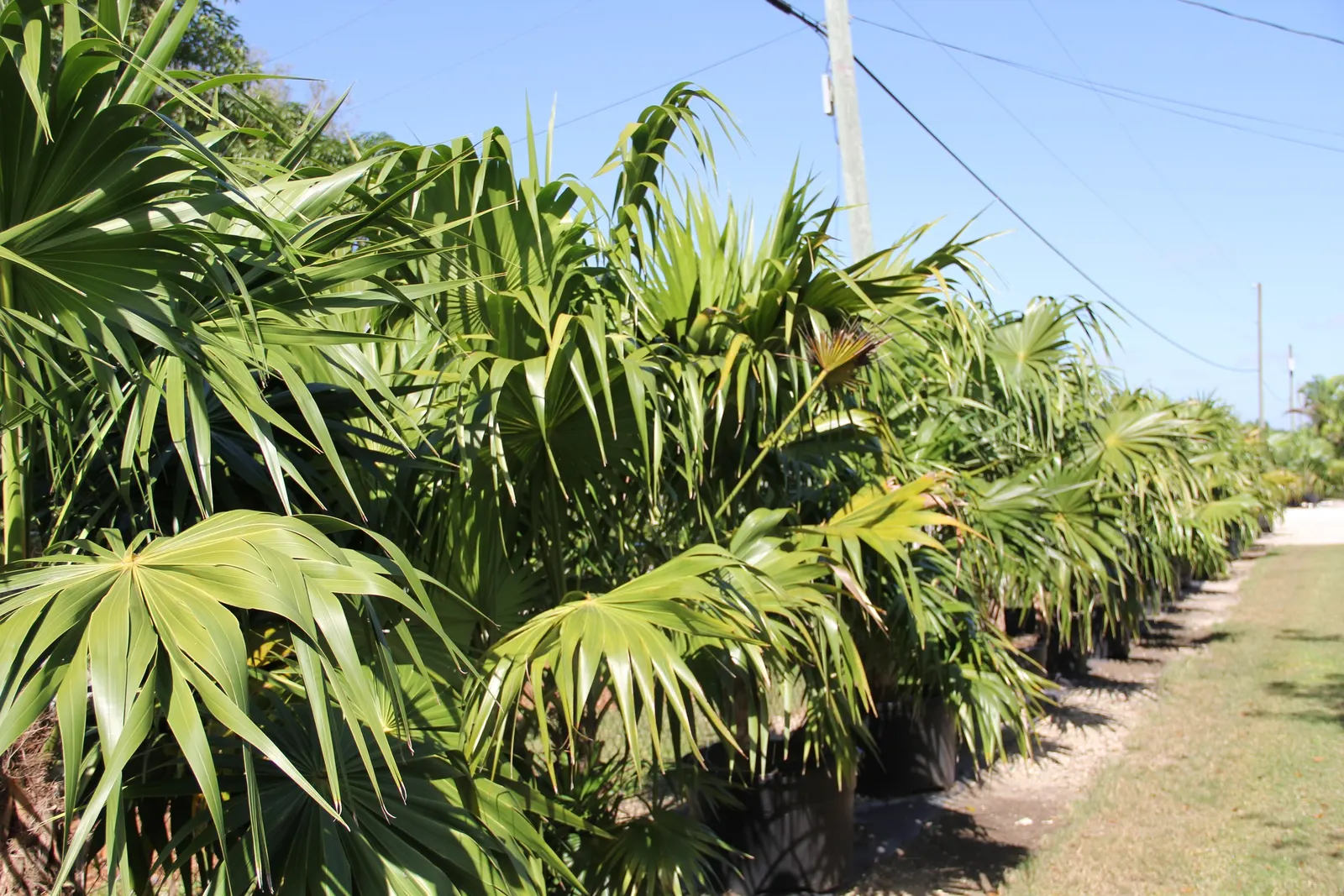 Key Thatch Palm (Leucothrinax Morrisii) — integrate the Key Thatch Palm for its tropical appeal and its ability to cast dappled shade; inform your, image 73