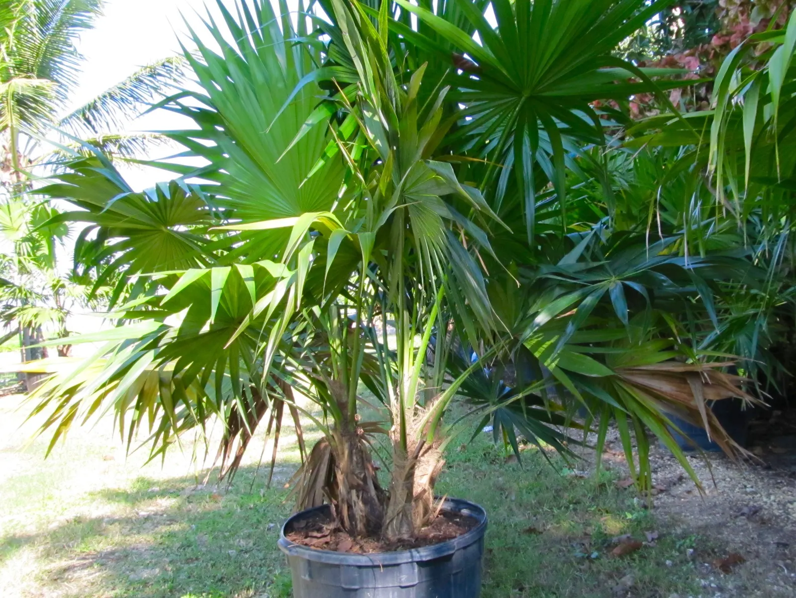 Key Thatch Palm (Leucothrinax Morrisii) — making it an exceptional choice for coastal and arid environments; scientifically named Leucothrinax, image 98
