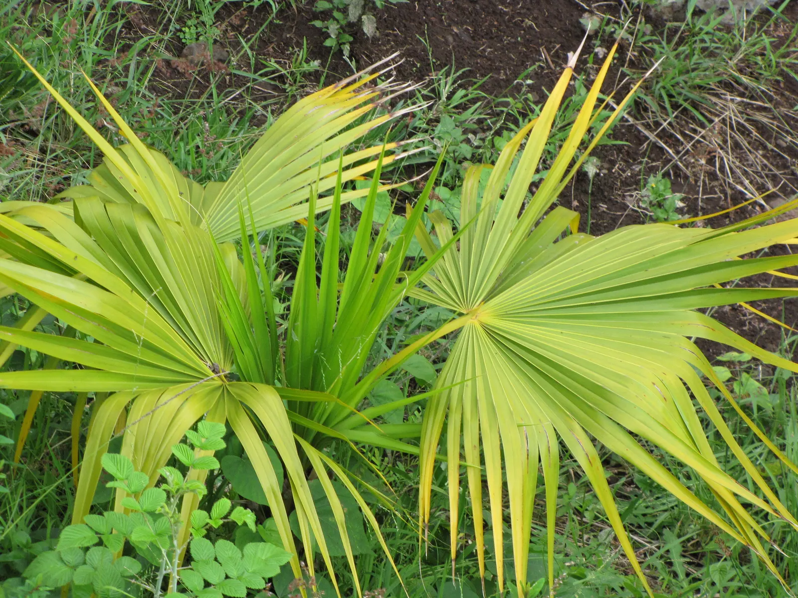 Key Thatch Palm (Leucothrinax Morrisii) — and adds a touch of the Caribbean to any garden setting; integrate the Key Thatch Palm for its tropical appeal and