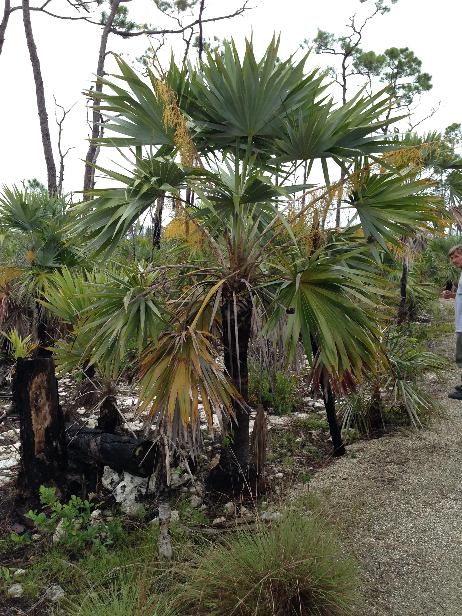 Key Thatch Palm (Leucothrinax Morrisii) — making it well-suited for warm; palm / tree for full or half, image 66