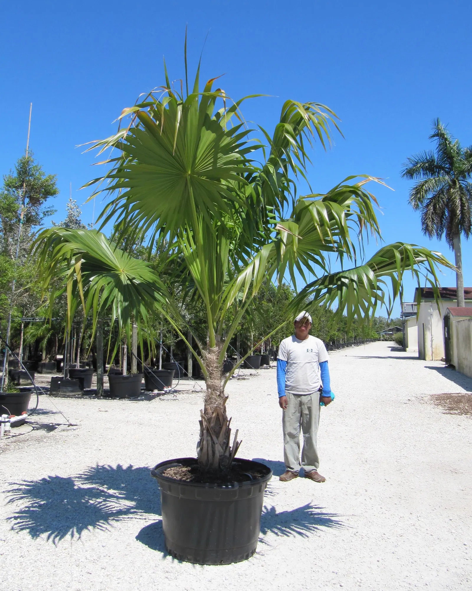 Key Thatch Palm (Leucothrinax Morrisii) — palm / tree with white and yellow blooms