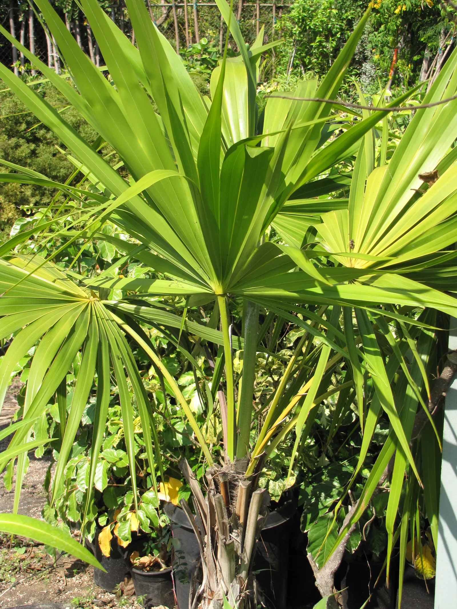 Key Thatch Palm (Leucothrinax Morrisii) — Ideal for warm coastal landscapes