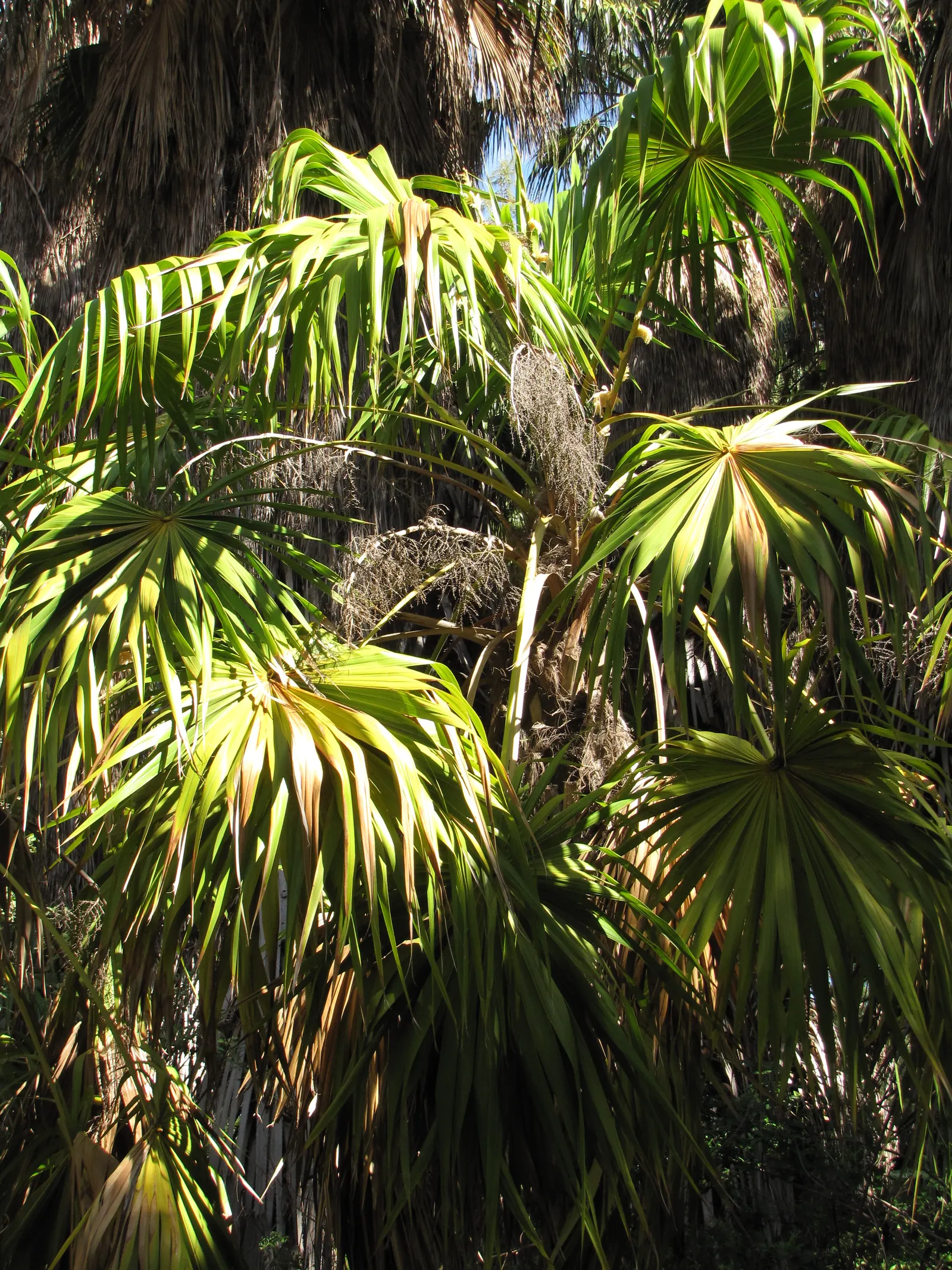 Key Thatch Palm (Leucothrinax Morrisii) — white and yellow flowers in the garden