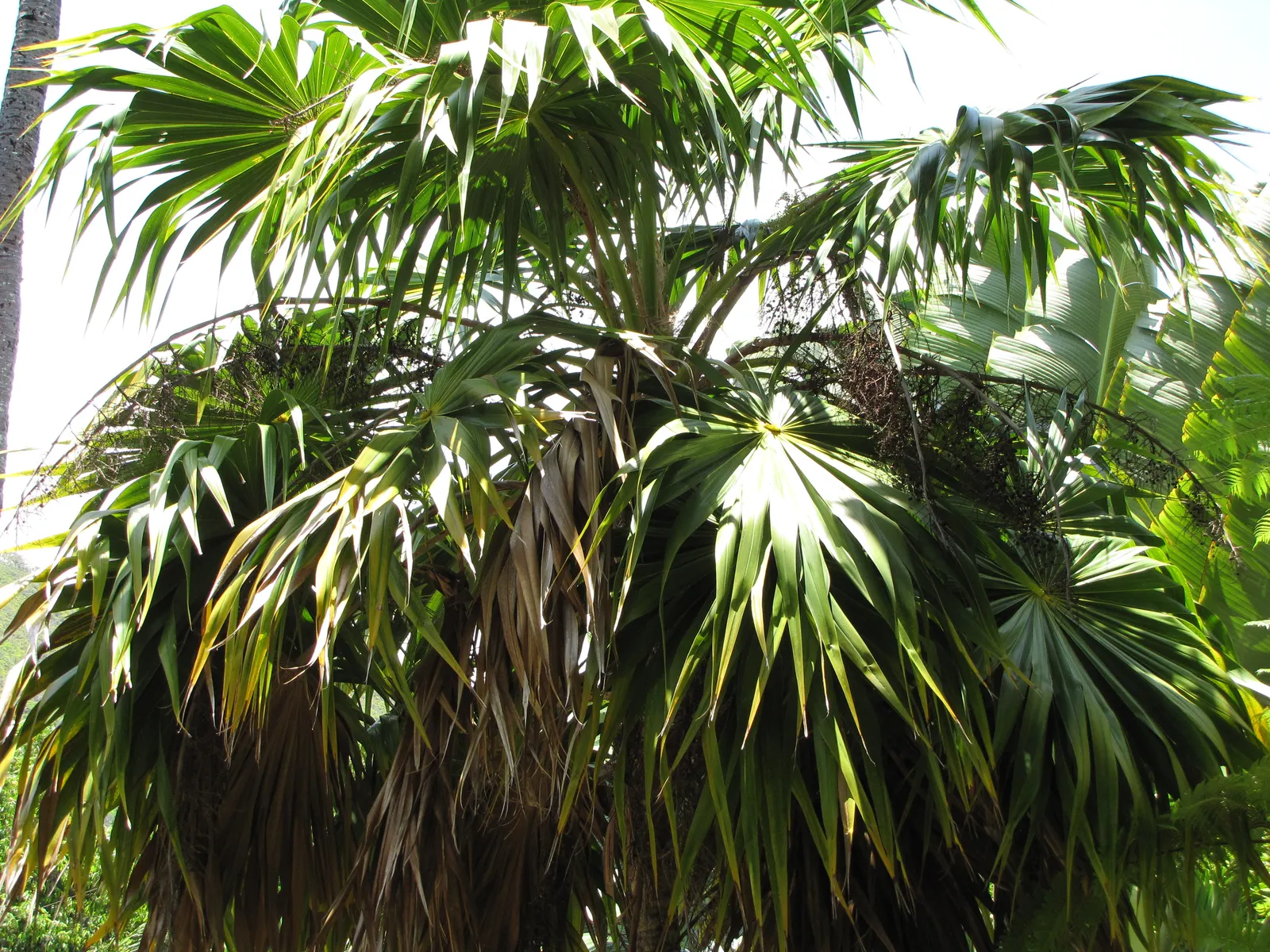 Key Thatch Palm (Leucothrinax Morrisii) — which can span approximately 3 to 5 feet in diameter; full sun to partial shade exposure will secure, image 69