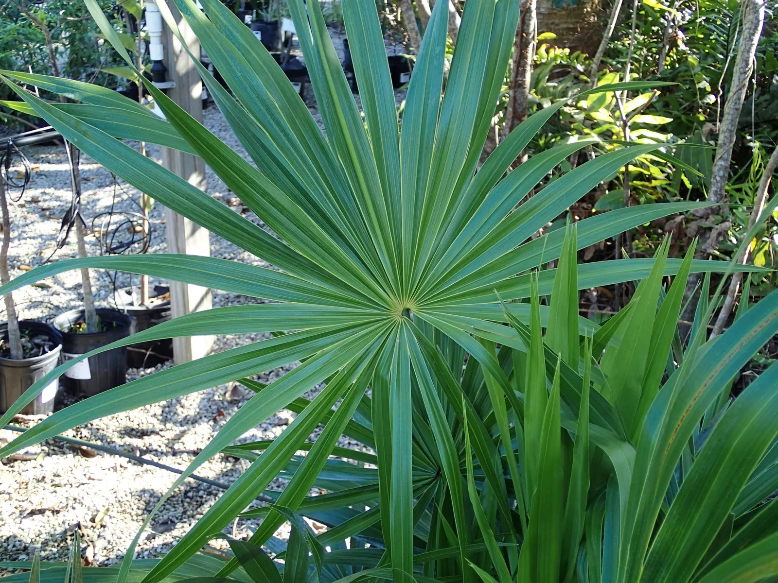 Key Thatch Palm (Leucothrinax Morrisii) — the Key Thatch Palm is highlighted by its rounded; and adds a touch of the Caribbean to any garden setting, image 94