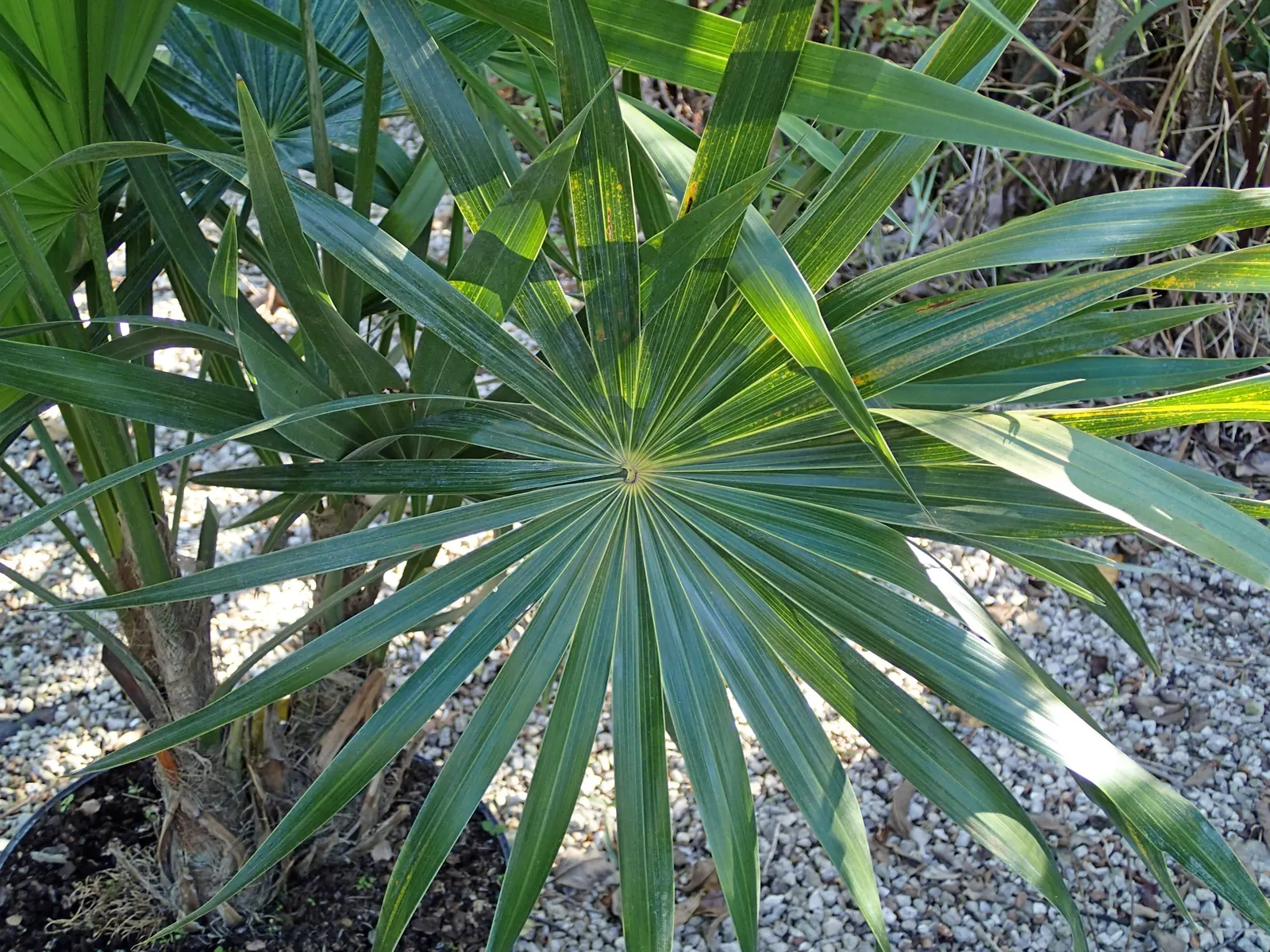 Key Thatch Palm (Leucothrinax Morrisii) — scientifically named Leucothrinax morrisii; palm / tree with white and yellow blooms, image 62