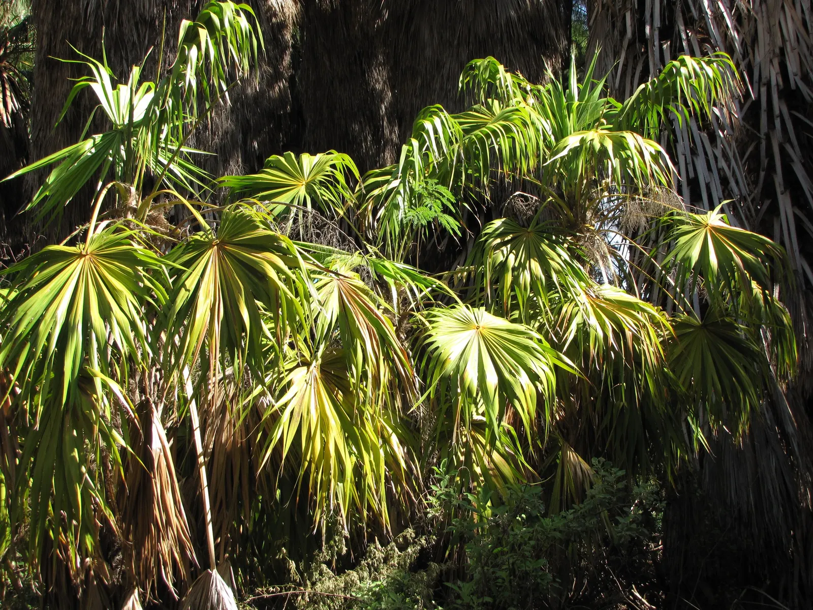 Key Thatch Palm (Leucothrinax Morrisii) — making it an exceptional choice for coastal and arid environments