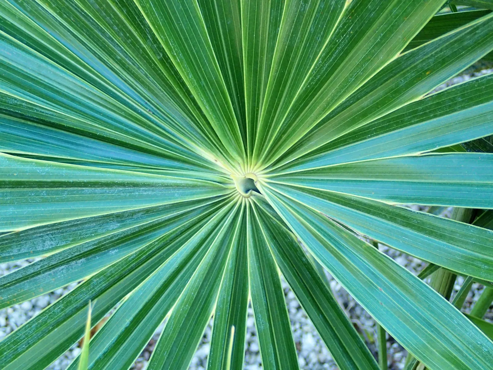 Key Thatch Palm (Leucothrinax Morrisii) — Hardy in zones 10-11, it thrives in full sun to partial shade; this species thrives in USDA zones 10a to, image 83