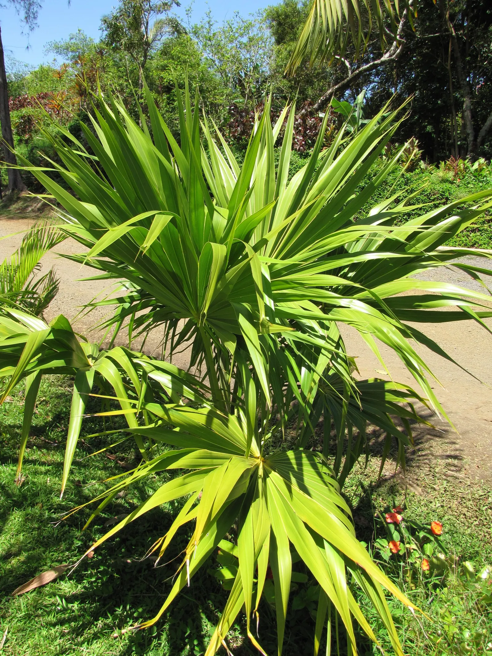 Key Thatch Palm (Leucothrinax Morrisii) — small to medium-sized palm endemic to the Florida Keys