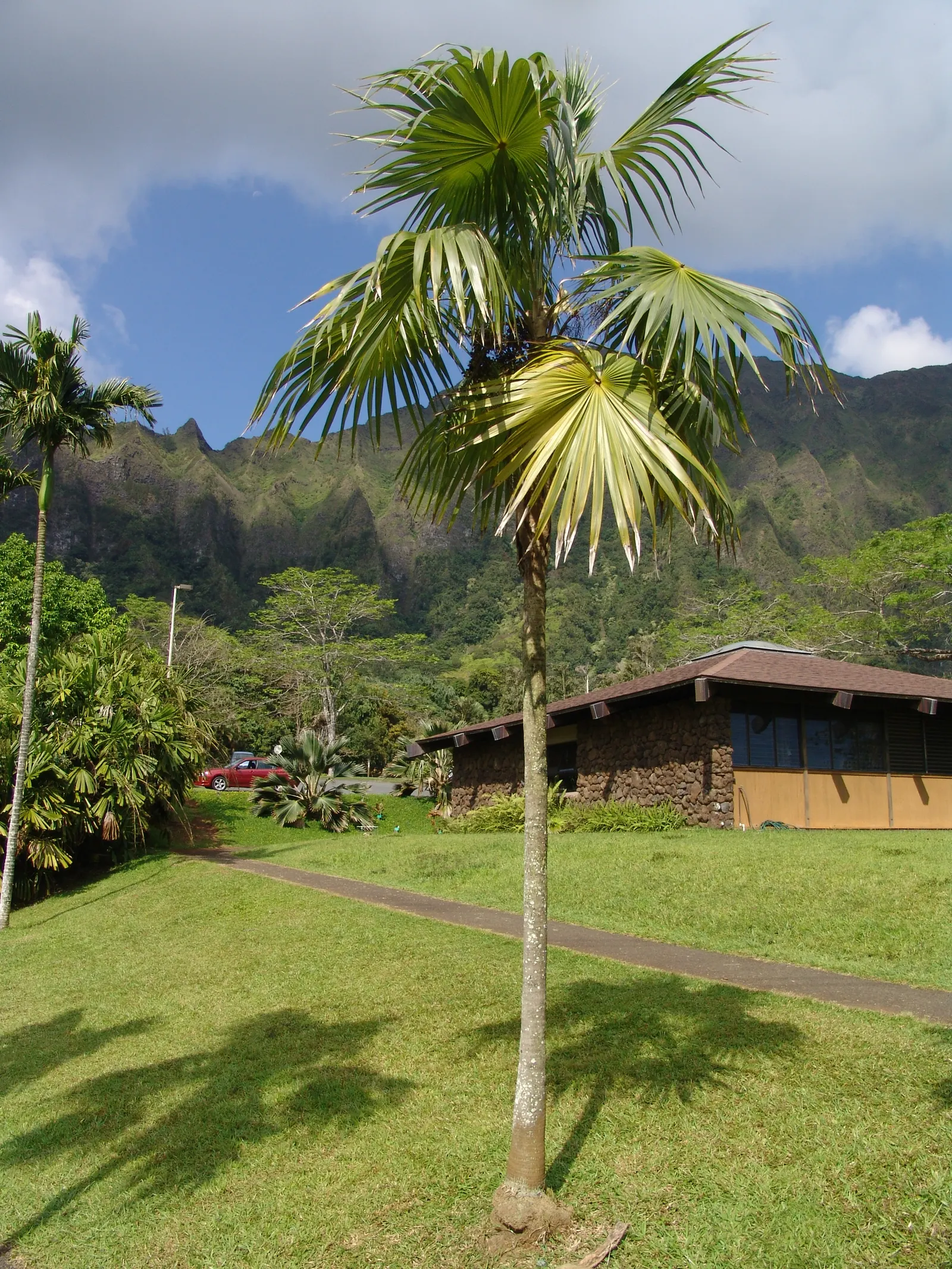 Key Thatch Palm (Leucothrinax Morrisii) — scientifically named Leucothrinax morrisii; palm / tree with white and yellow blooms