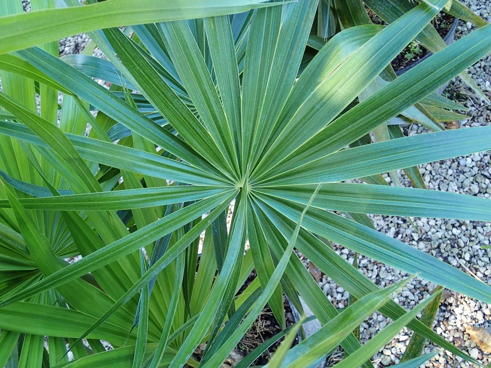 Key Thatch Palm (Leucothrinax Morrisii) — this palm showcases a rounded silhouette with fan-shaped fronds; white and yellow flowers in the garden, image 58