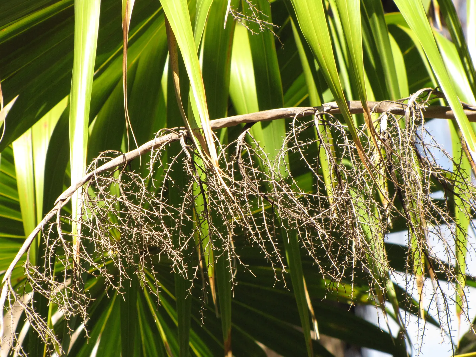 Key Thatch Palm (Leucothrinax Morrisii) — as it serves as a habitat and food source for certain bird and insect species; with a maximum height of 15-20 feet