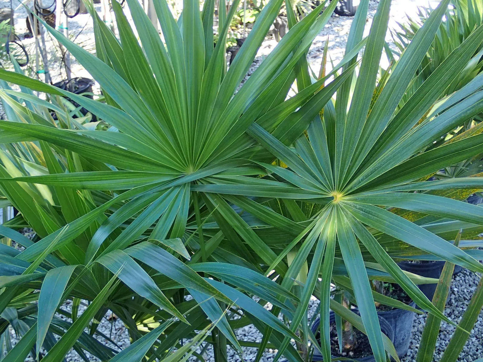 Key Thatch Palm (Leucothrinax Morrisii) — palm / tree for full or half; as it serves as a habitat and food source for certain bird and insect species