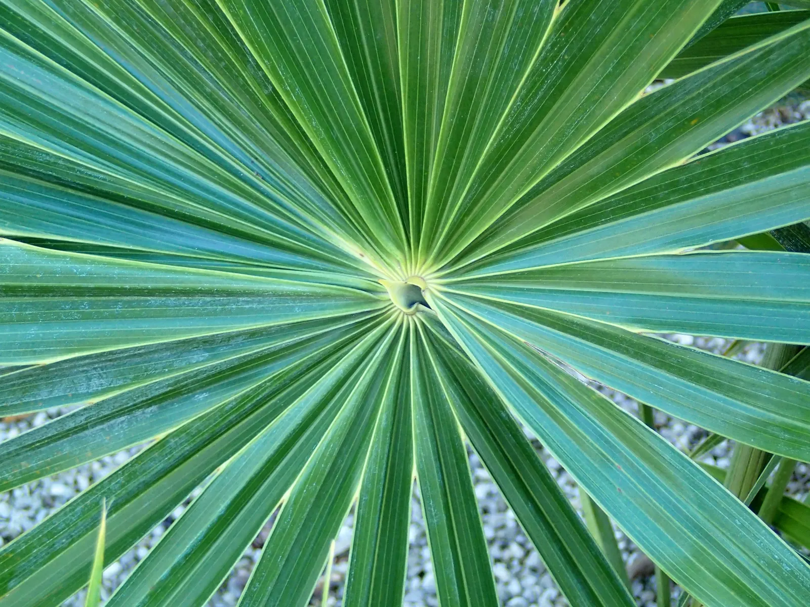Key Thatch Palm (Leucothrinax Morrisii) — making it perfect for understory plantings or as a standalone specimen; hardy in zones 10-11, it thrives, image 101