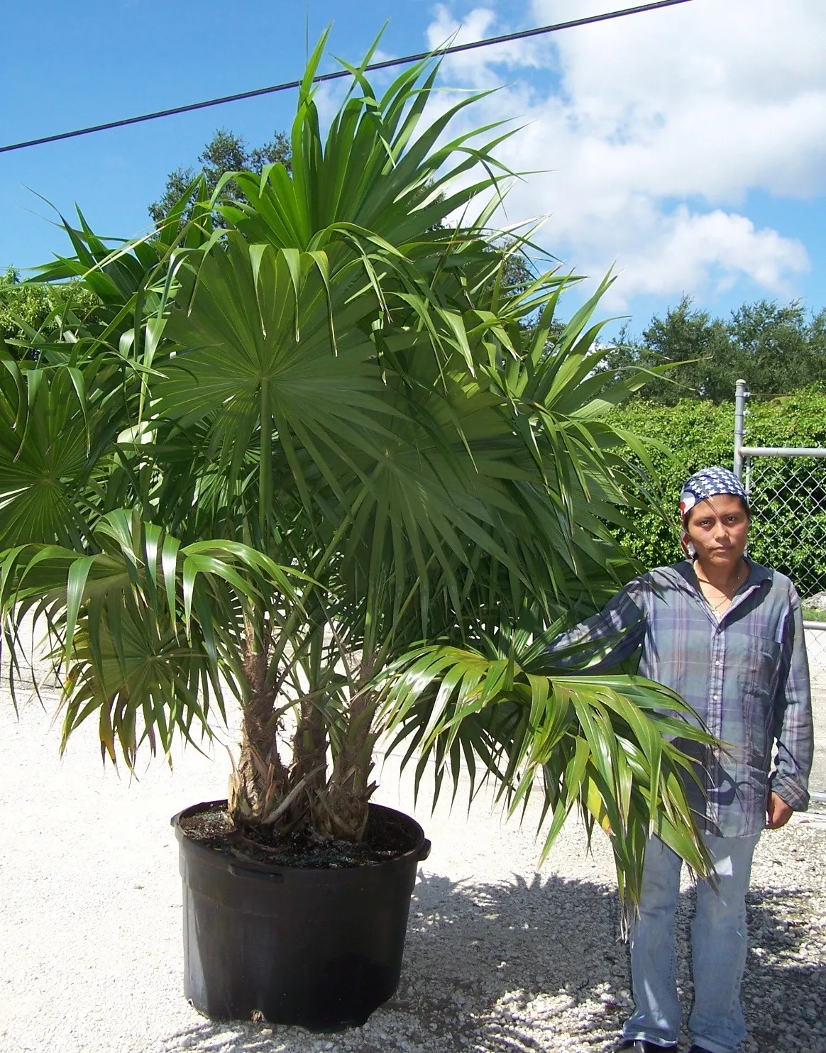 Key Thatch Palm (Leucothrinax Morrisii) — making it an exceptional choice for coastal and arid environments; scientifically named Leucothrinax morrisii