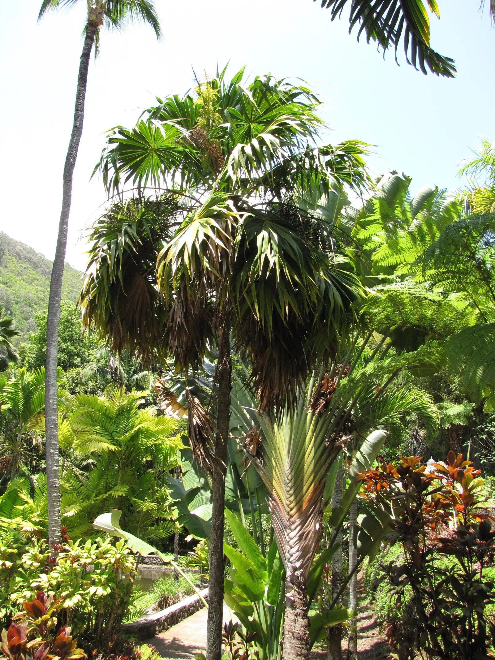 Key Thatch Palm (Leucothrinax Morrisii) — making it perfect for understory plantings or as a standalone specimen; hardy in zones 10-11, it thrives, image 74