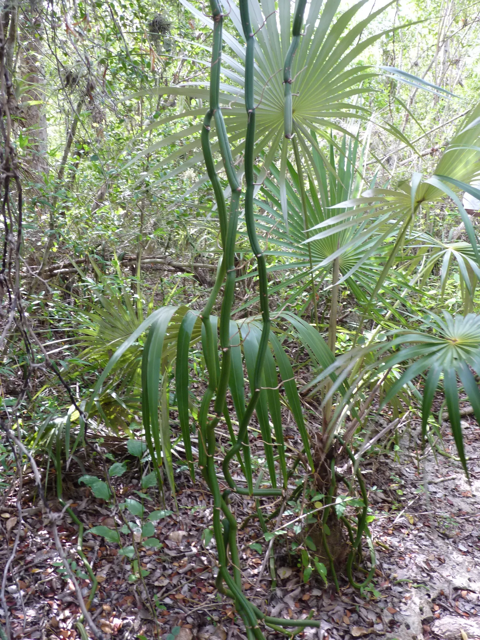 Key Thatch Palm (Leucothrinax Morrisii) — Ideal for warm coastal landscapes, image 32