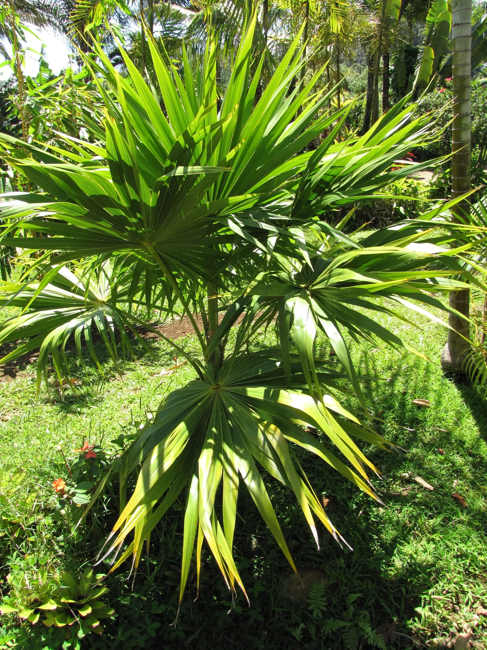Key Thatch Palm (Leucothrinax Morrisii) — This species thrives in USDA zones 10a to 11; making it perfect for understory plantings or as a standalone specimen