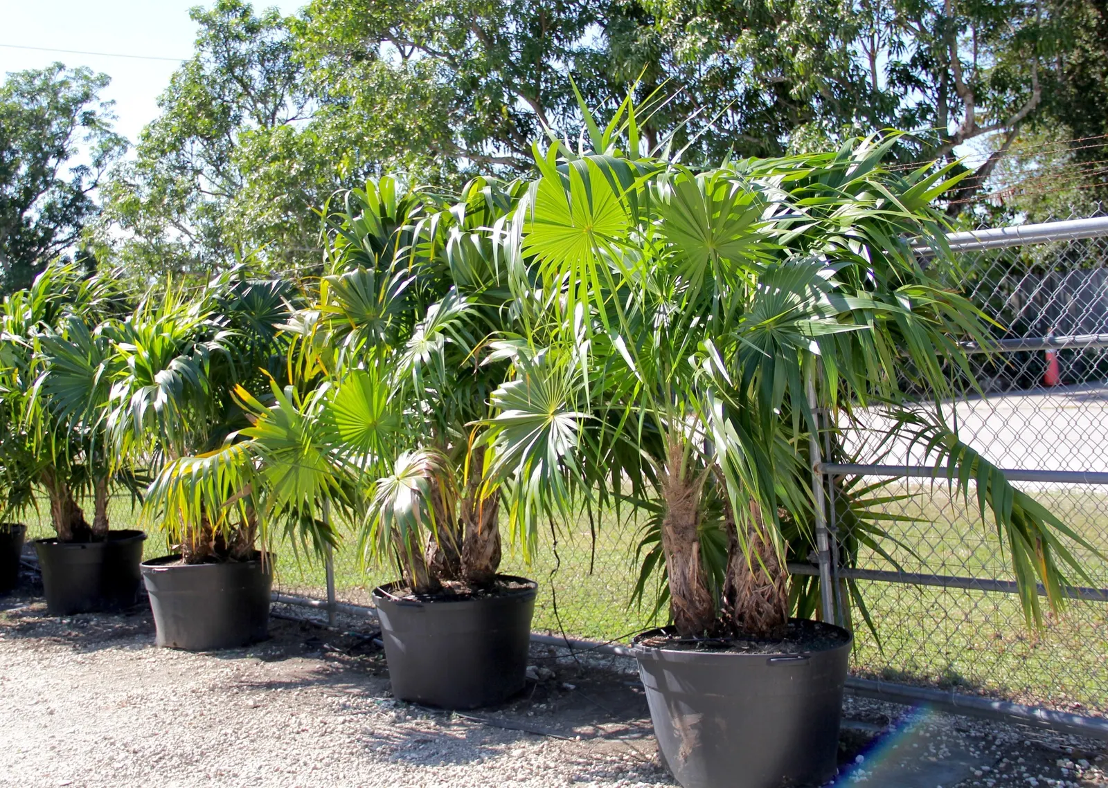Key Thatch Palm (Leucothrinax Morrisii) — integrate the Key Thatch Palm for its tropical appeal and its ability to cast dappled shade
