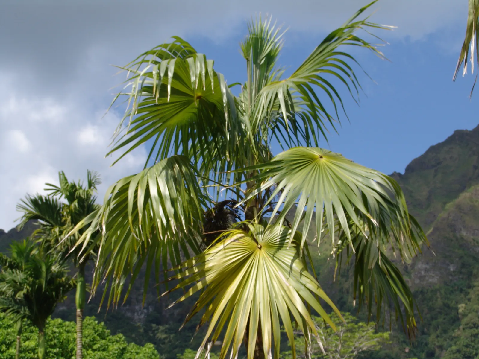 Key Thatch Palm (Leucothrinax Morrisii) — The Key Thatch Palm (Leucothrinax morrisii) is a tropical, slow-growing palm