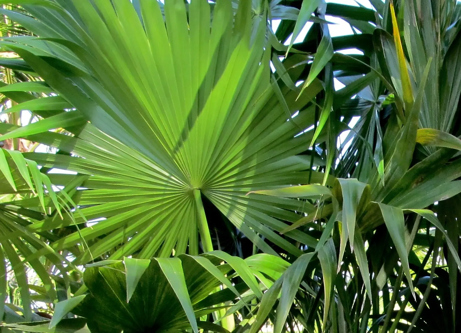 Key Thatch Palm (Leucothrinax Morrisii) — and adds a touch of the Caribbean to any garden setting