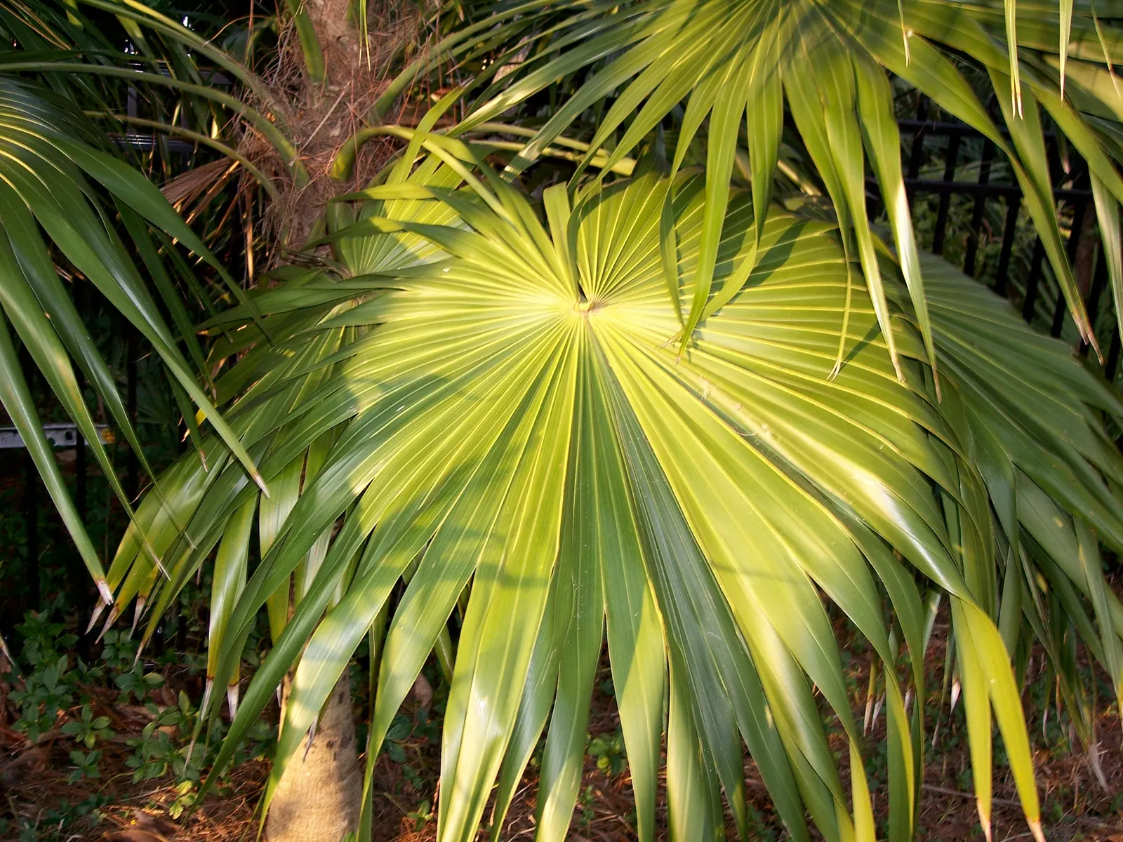 Key Thatch Palm (Leucothrinax Morrisii) — With a maximum height of 15-20 feet and a spread of 6-10 feet; it's slow-growing and low-maintenance