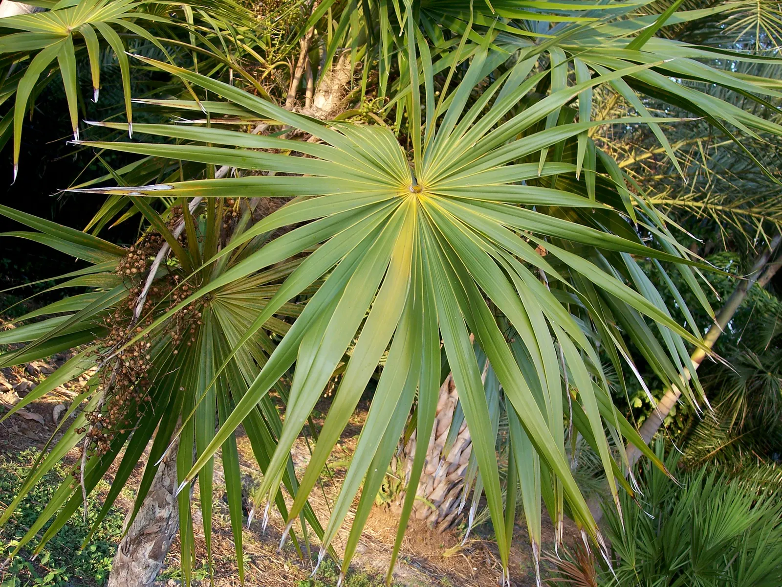 Key Thatch Palm (Leucothrinax Morrisii) — which can span approximately 3 to 5 feet in diameter