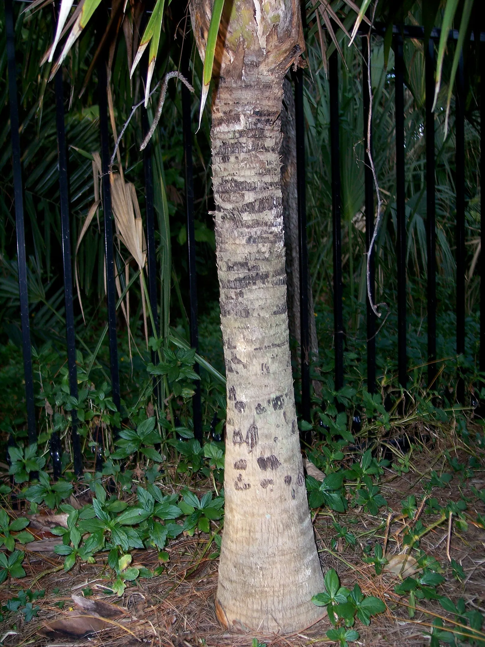 Key Thatch Palm (Leucothrinax Morrisii) — lush appearance and feature a light green to silver-green color.<br><br>As a landscape architect; the Key Thatch Palm