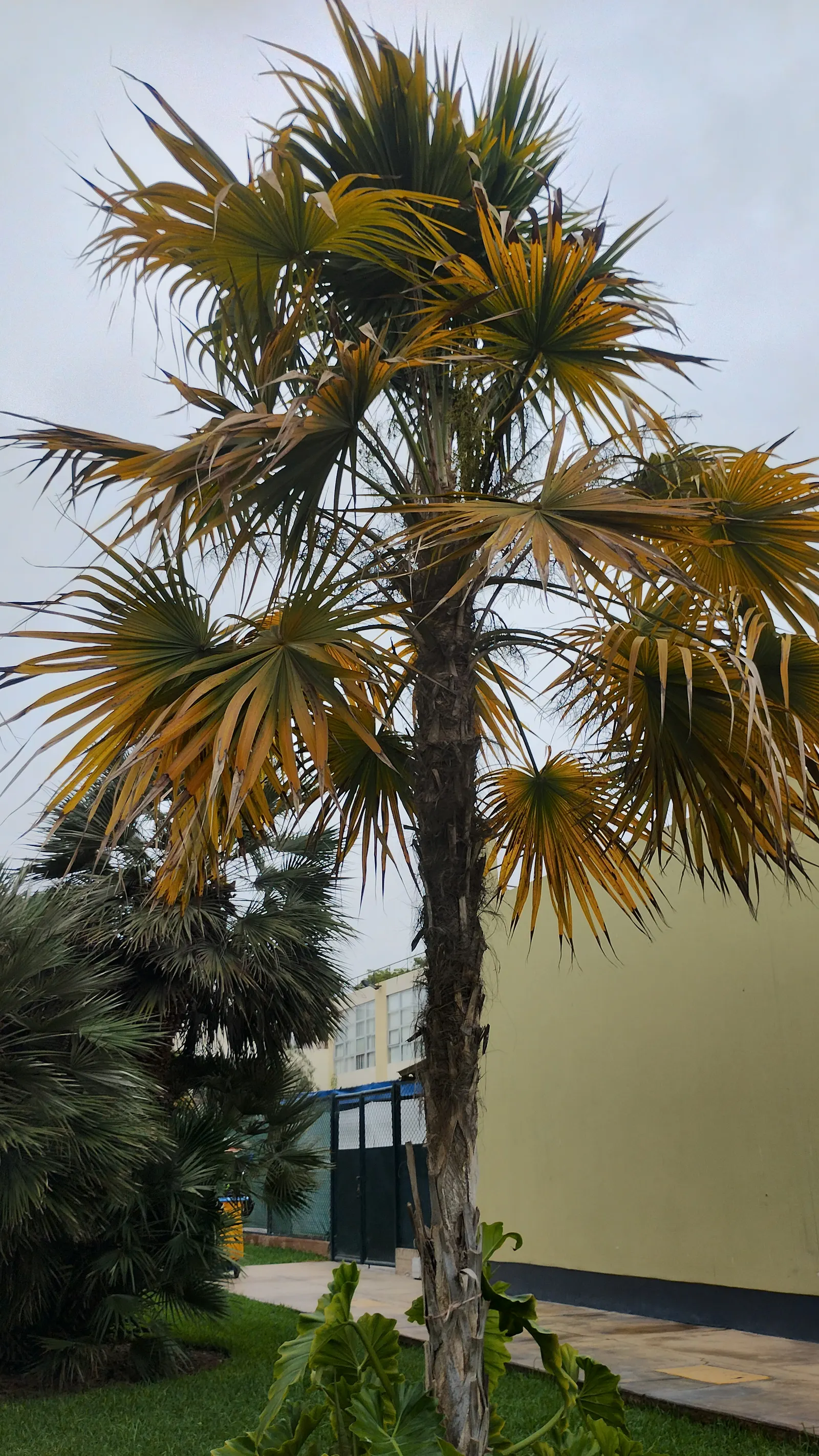 Key Thatch Palm (Leucothrinax Morrisii) — Hardy in zones 10-11, it thrives in full sun to partial shade; this species thrives in USDA zones 10a to 11