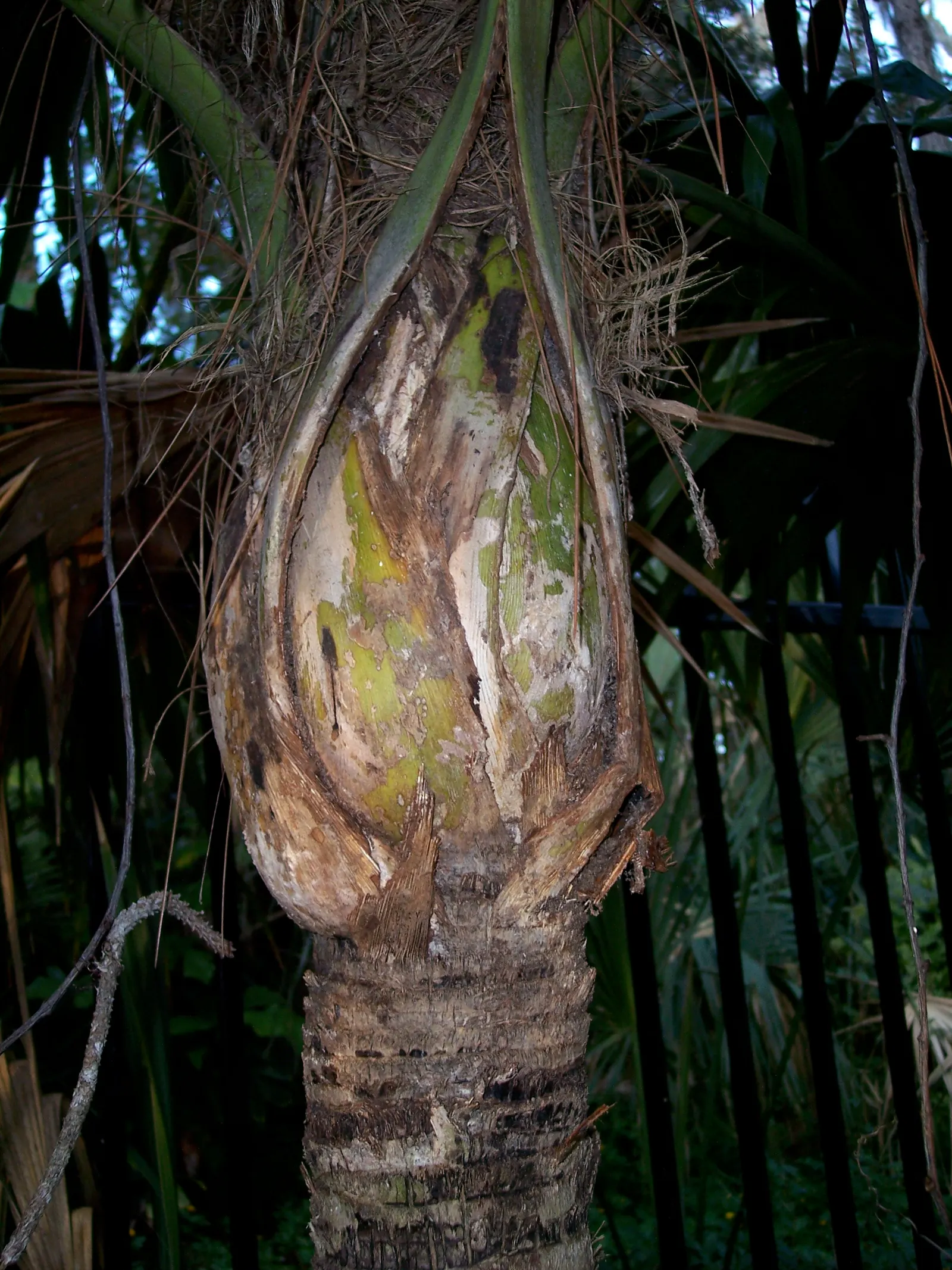 Key Thatch Palm (Leucothrinax Morrisii) — small to medium-sized palm endemic to the Florida Keys; it enjoys well-draining soil