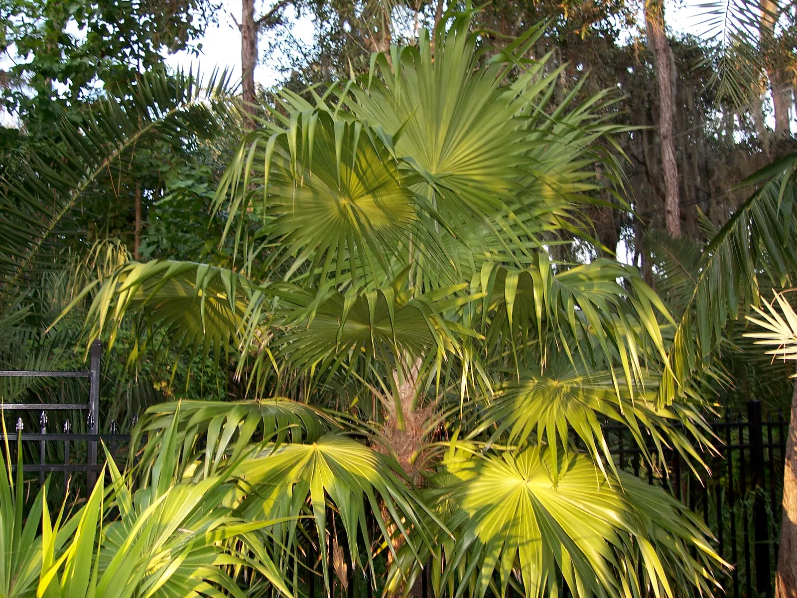 Key Thatch Palm (Leucothrinax Morrisii) — and parts of Central America