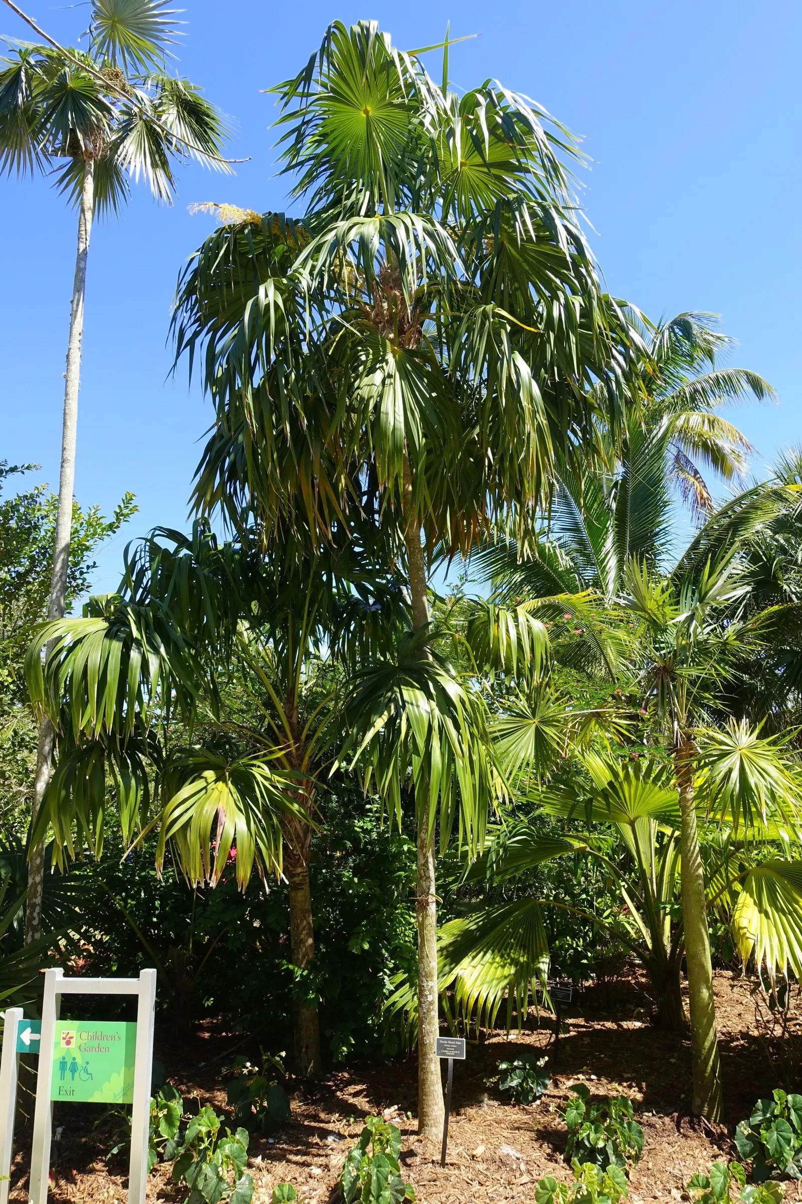 Key Thatch Palm (Leucothrinax Morrisii) — lush appearance and feature a light green to silver-green color.<br><br>As a landscape architect