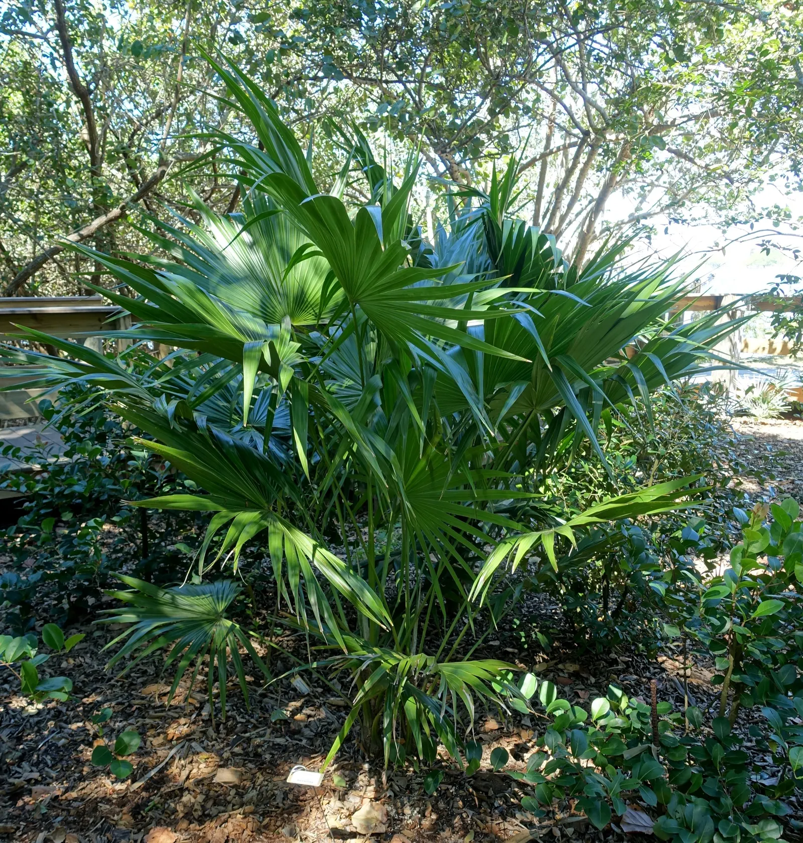 Key Thatch Palm (Leucothrinax Morrisii) — Inform your clients that not only will they have an architecturally interesting plant