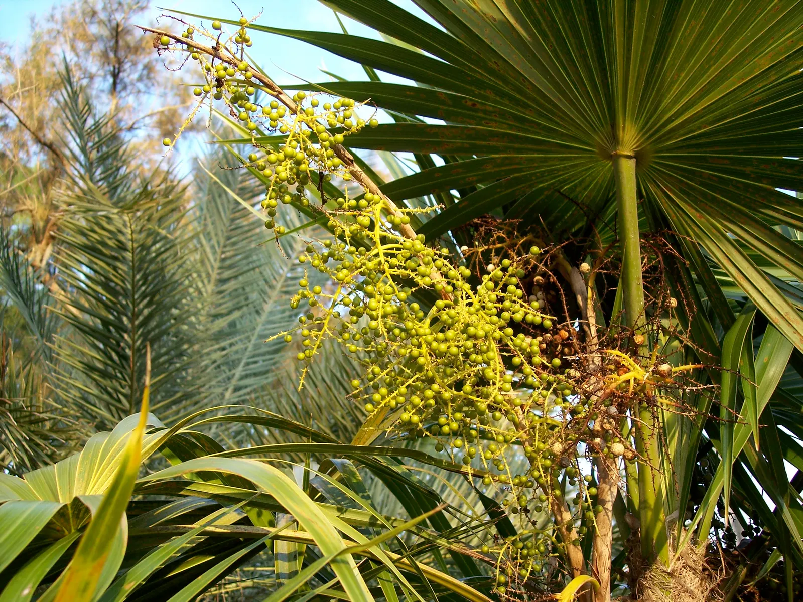 Key Thatch Palm (Leucothrinax Morrisii) — making it perfect for understory plantings or as a standalone specimen