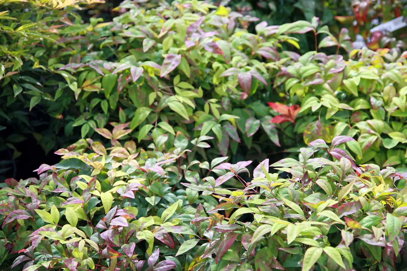 Dwarf Compact Heavenly Bamboo (Nandina Domestica 'Nana') — typically growing to 18-24 inches tall and wide