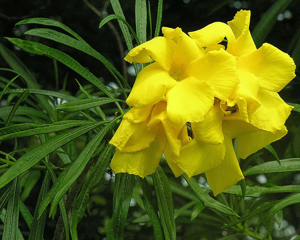 Giant Thevetia (Thevetia Thevetioides) — It boasts a slender form, with glossy lance-shaped leaves and showy, funnel-shaped yellow blossoms year-round