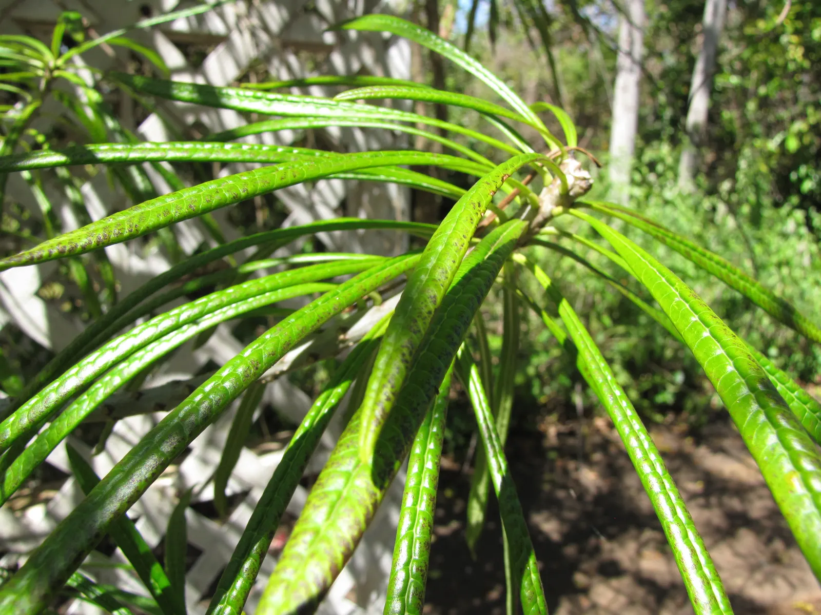 Giant Thevetia (Thevetia Thevetioides) — Originating from Central America