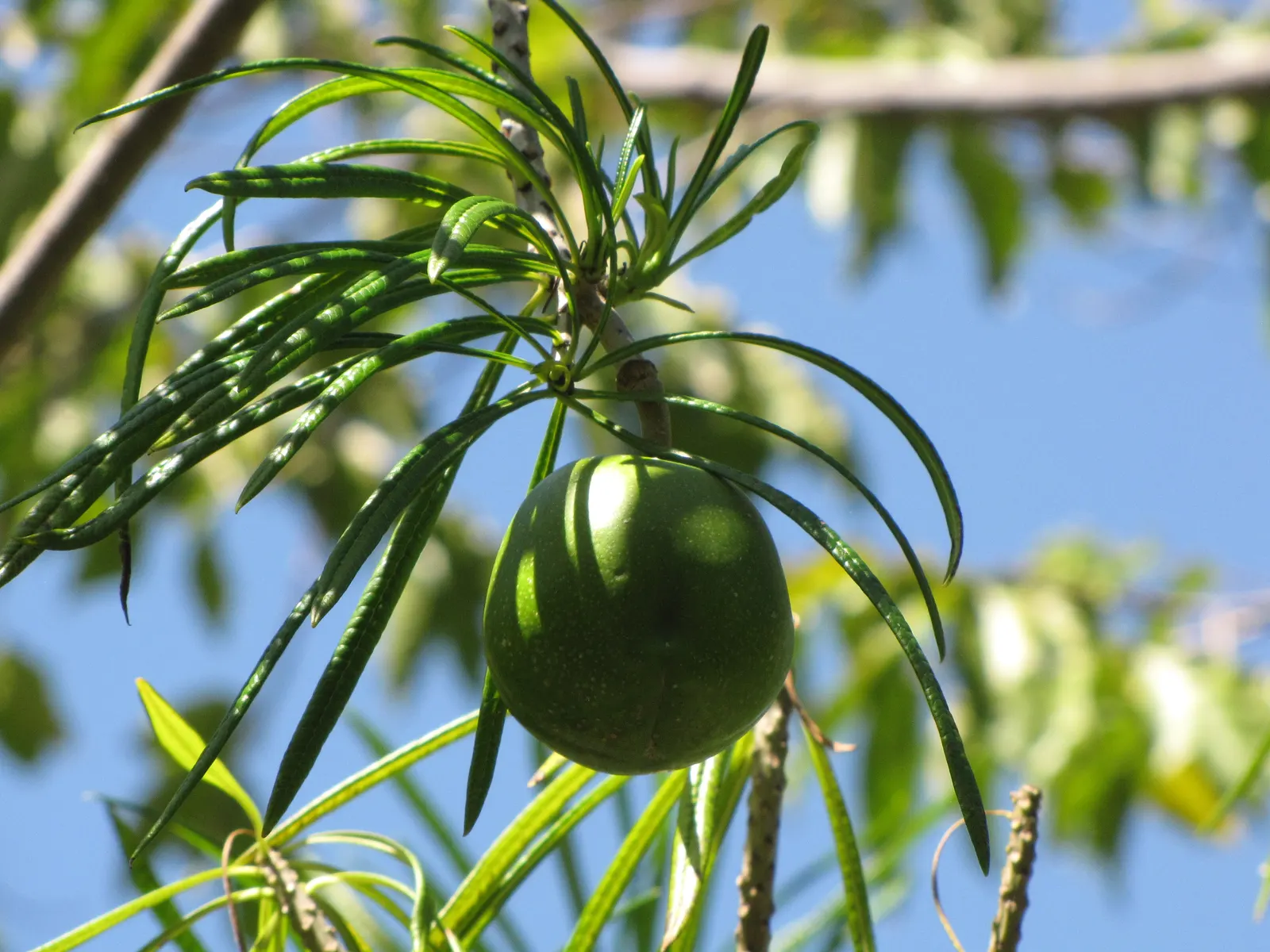 Giant Thevetia (Thevetia Thevetioides) — giving it a lush and verdant appearance throughout the year