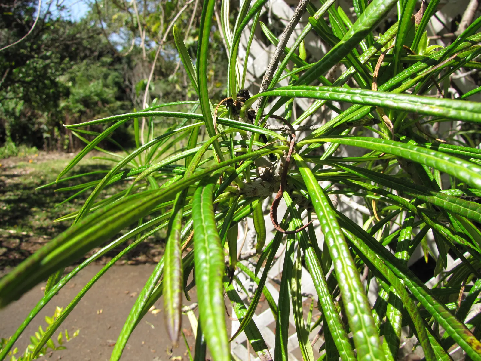 Giant Thevetia (Thevetia Thevetioides) — commonly dubbed Giant Thevetia