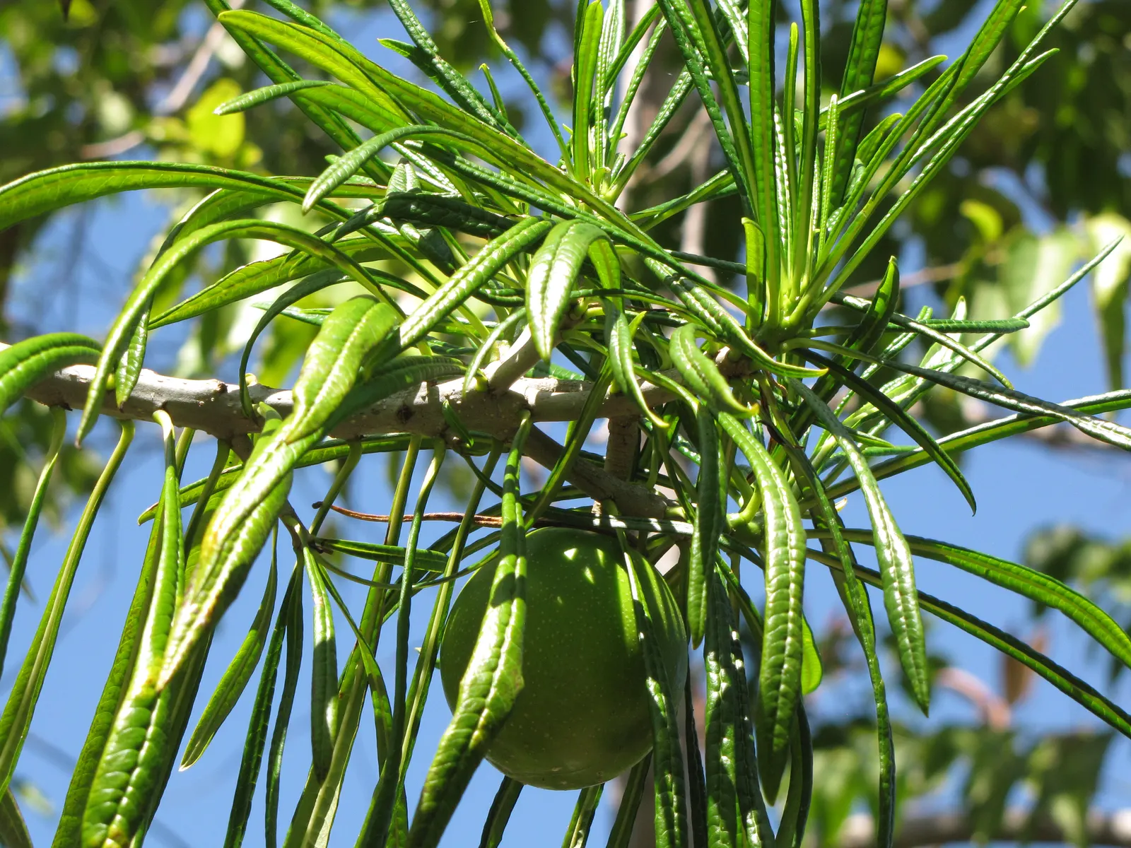 Giant Thevetia (Thevetia Thevetioides) — this tree is renowned for its glossy
