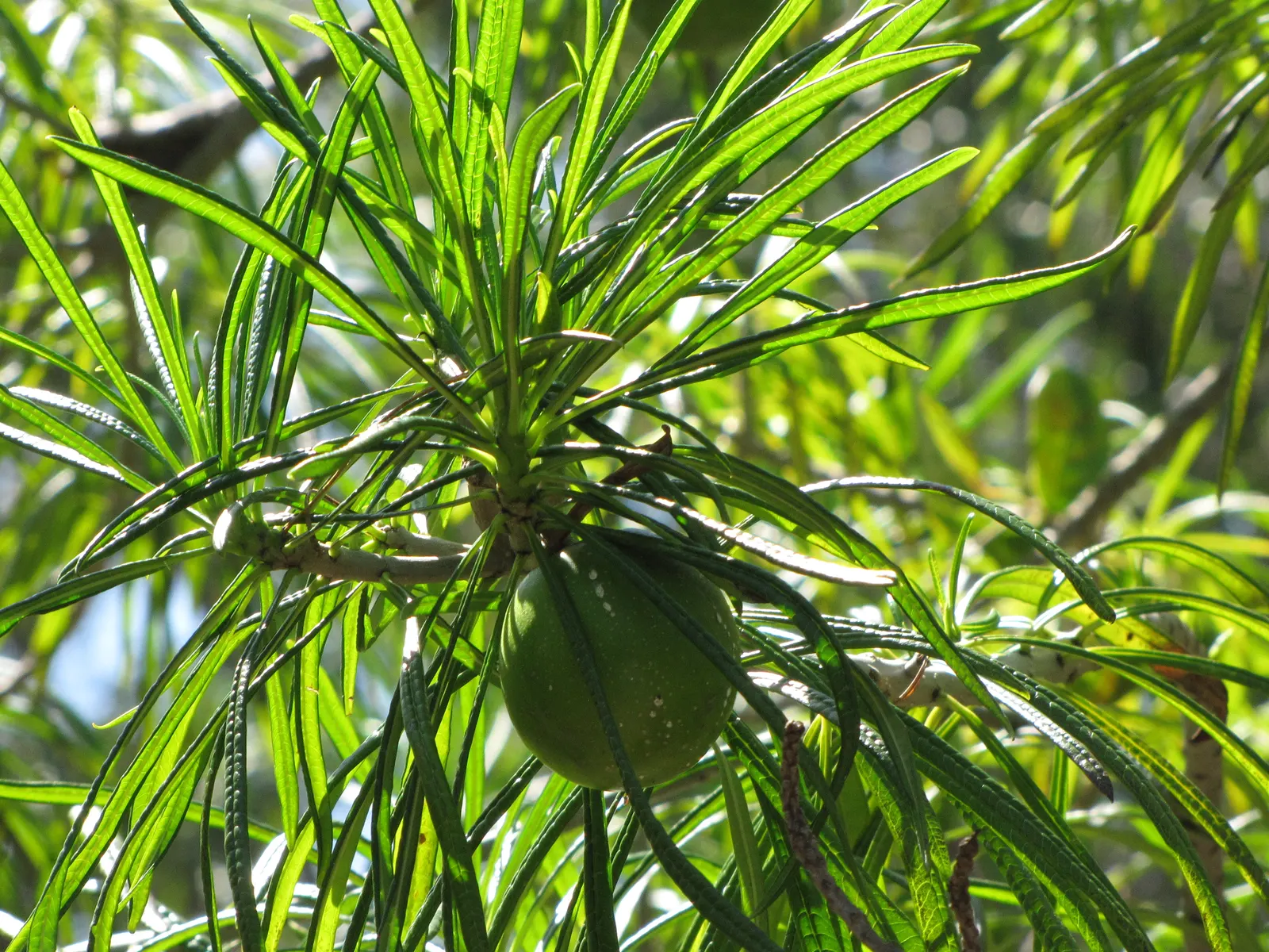 Giant Thevetia (Thevetia Thevetioides) — linear leaves which cluster predominantly at the tips of the branches