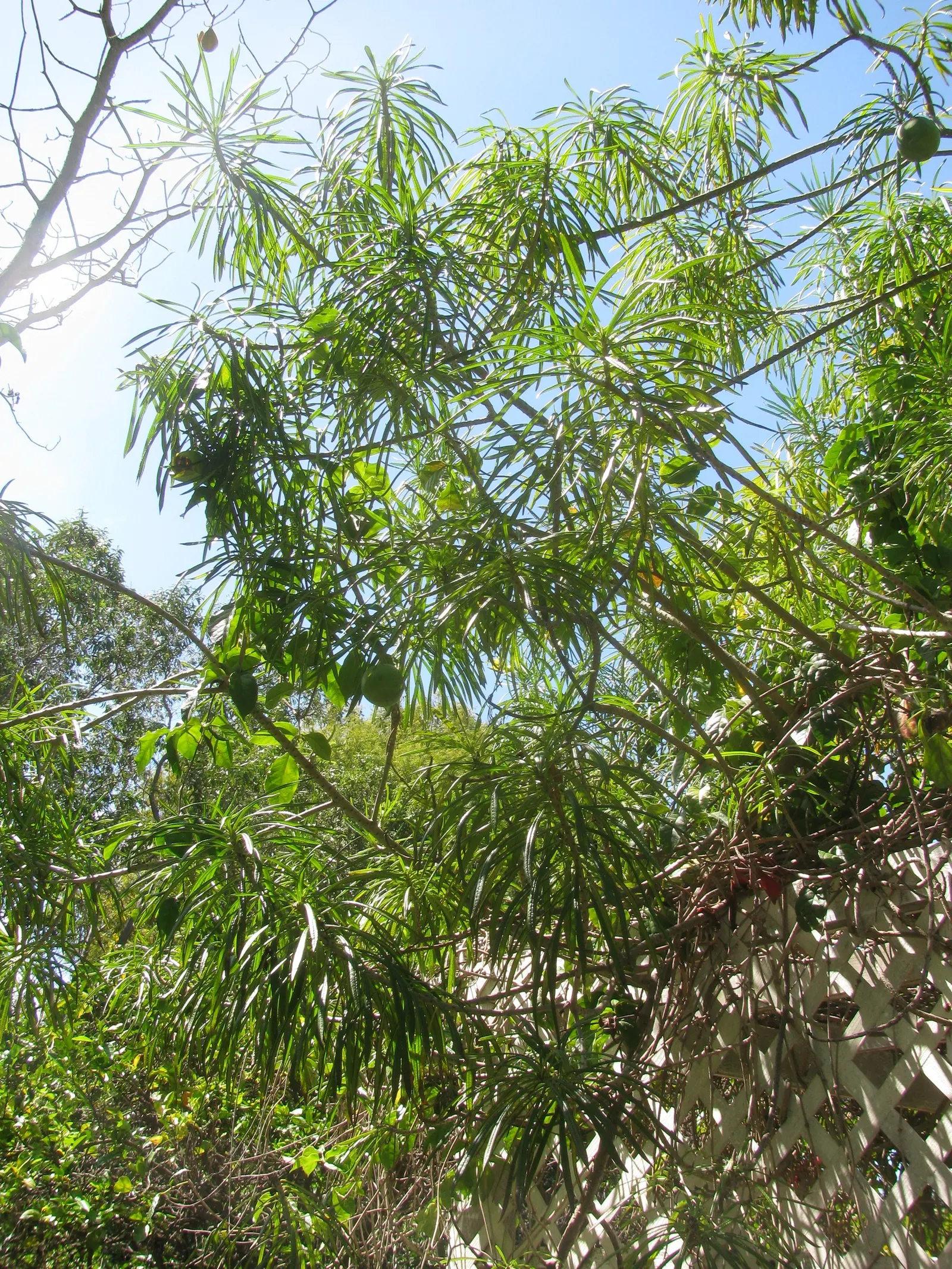 Giant Thevetia (Thevetia Thevetioides) — All parts are highly toxic if ingested